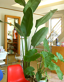 観葉植物リース・観葉植物レンタルなら、枯れないようにメンテナンスいたします。